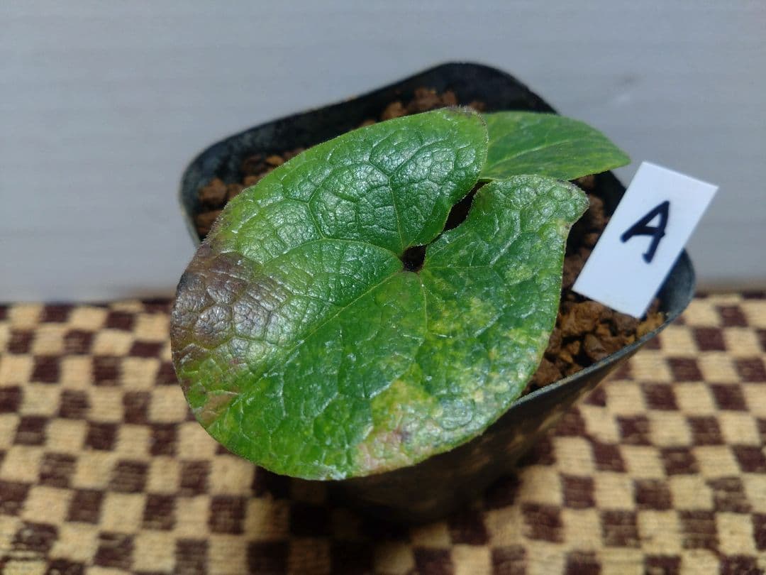 斑入り　カンアオイ　タマノカンアオイ　小次郎(こじろう)