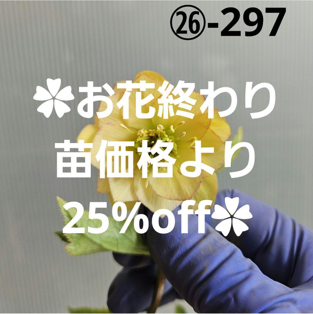 ✿㉖-297クリスマスローズ