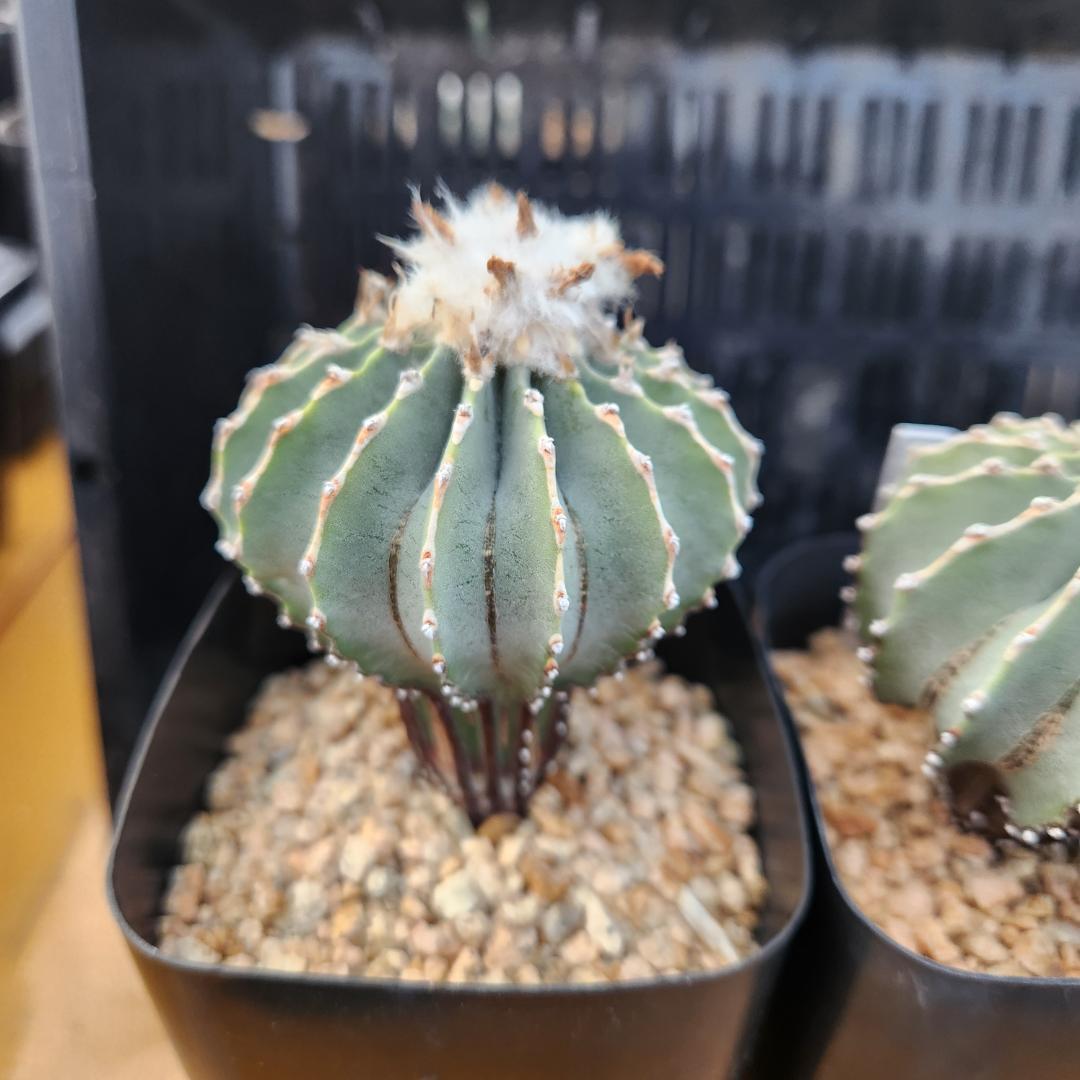 た*ん様 サボテン　ゲオヒントニアメキシカーナ