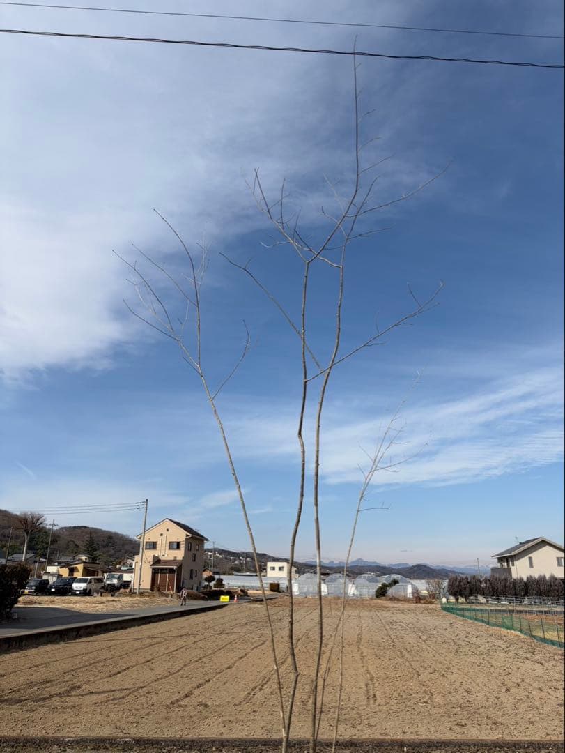 山採り アオダモ 株立ち 4本立ち 自然樹形