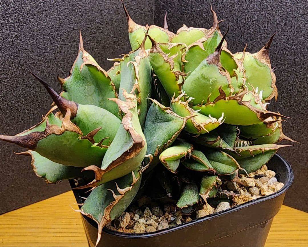 こ*ん様 多頭　アガベ　チタノタローズ　イラン株