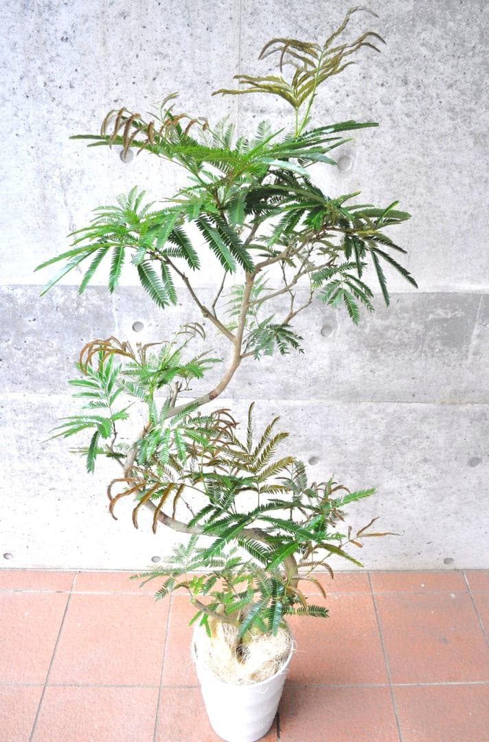 エバーフレッシュ 151cm8号 S-shaped tree form