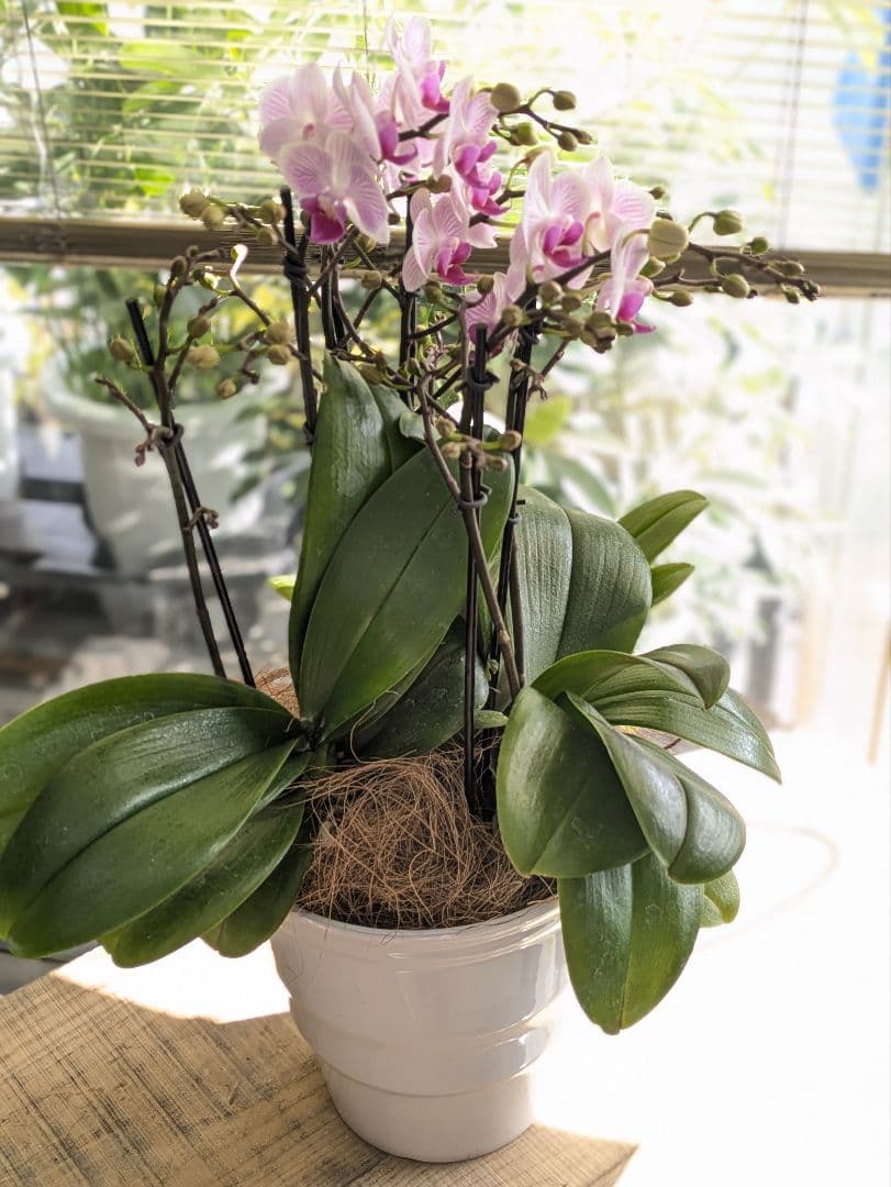 160輪　椎名洋蘭　小輪系胡蝶蘭　シャオユウ