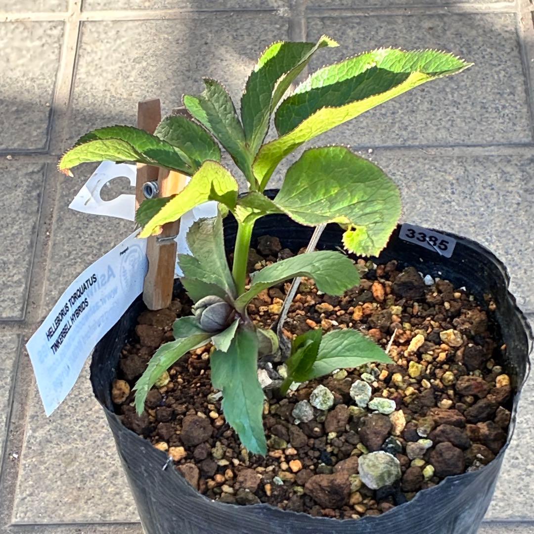 の*ん様 ☘️極上☘️蕾付き☘️タグ付き☘️3385⭐️TINKERBELL H