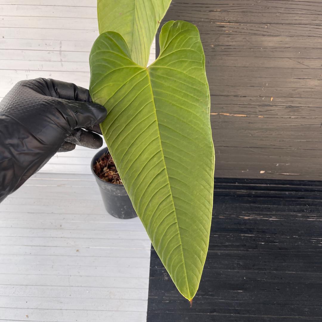 アンスリウム トレムラム アンディナム