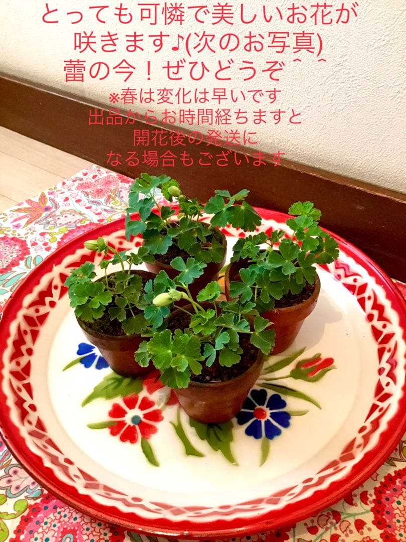 天然＊野生【オダマキ＊苧環＊糸繰草】4株➕おまけ！鉢ごと発送で安心♪