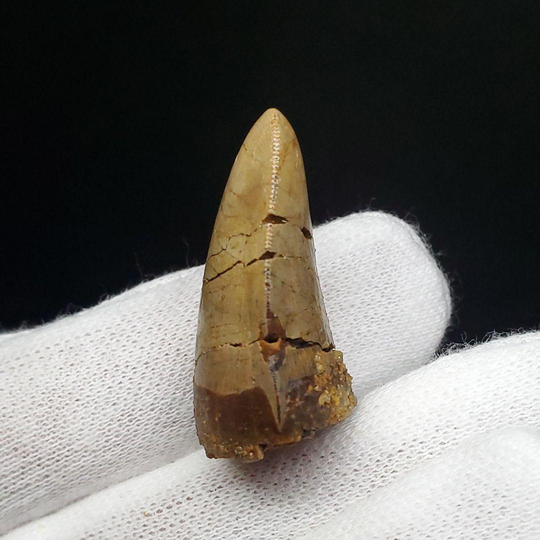 博物館級 メガロサウルス 恐竜 歯 化石 本物 29.36mm fr69