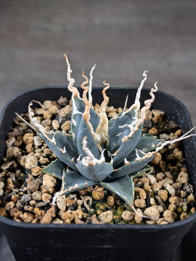 アガベ　ユタエンシス　エボリスピナ　実生　コレクション株　陽炎　d8