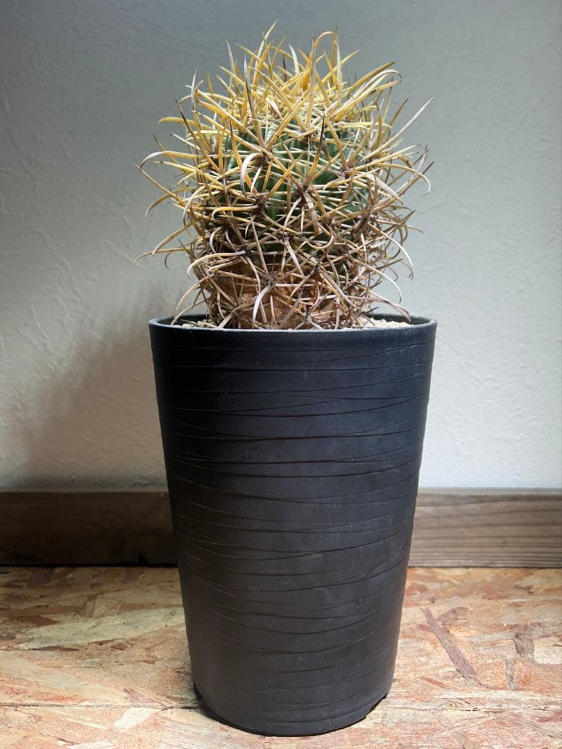 特大　超強棘　サボテン sp. 鉢のまま発送　札落ち特価　木質化　長期管理