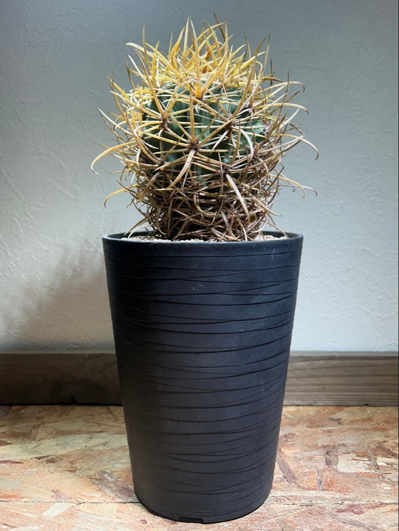 特大　超強棘　サボテン sp. 鉢のまま発送　札落ち特価　木質化　長期管理