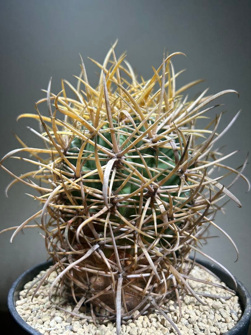 特大　超強棘　サボテン sp. 鉢のまま発送　札落ち特価　木質化　長期管理