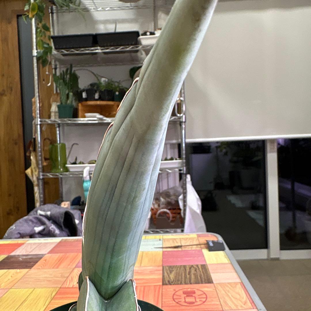 サンスベリア　バナナ　ビックサイズ