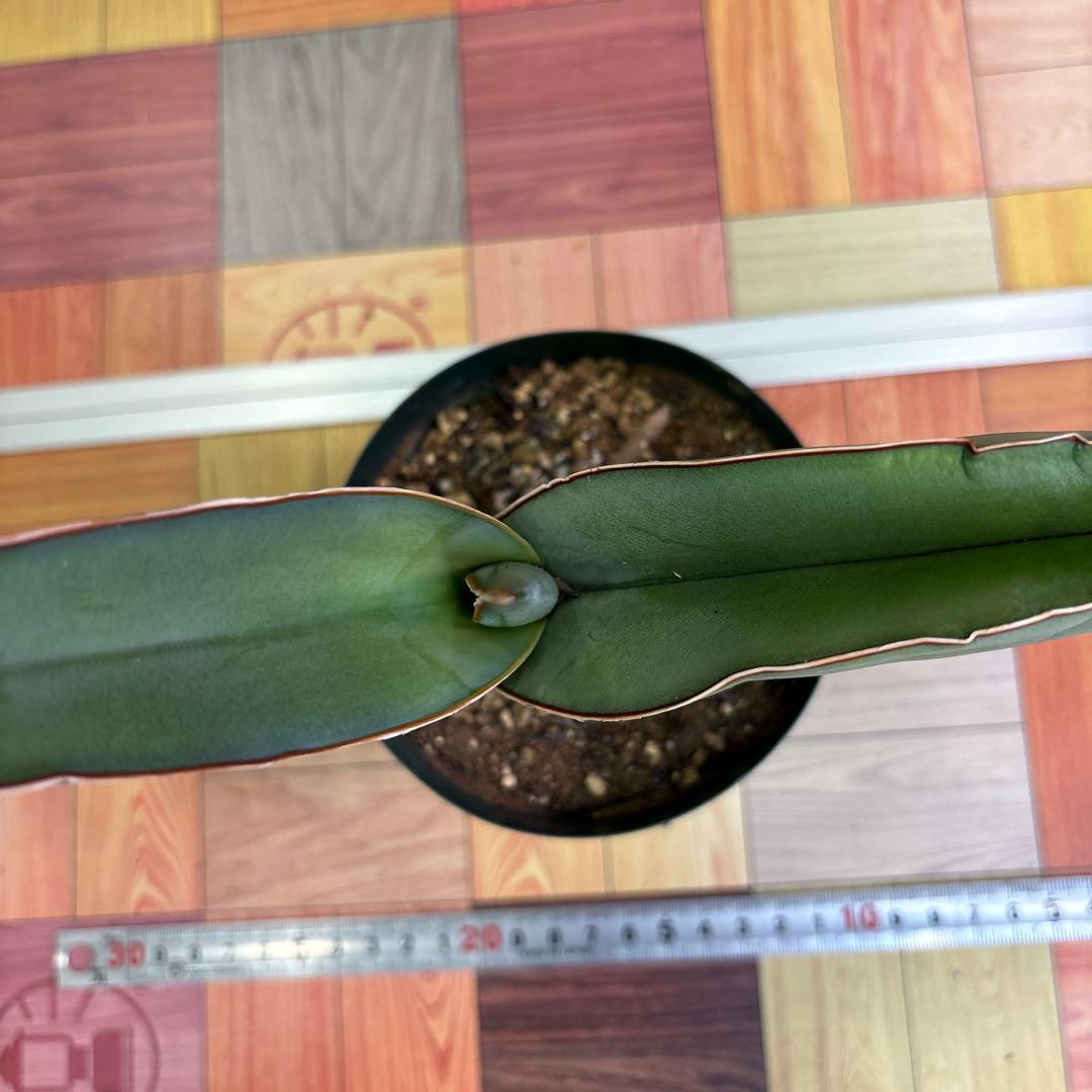 サンスベリア　バナナ　ビックサイズ