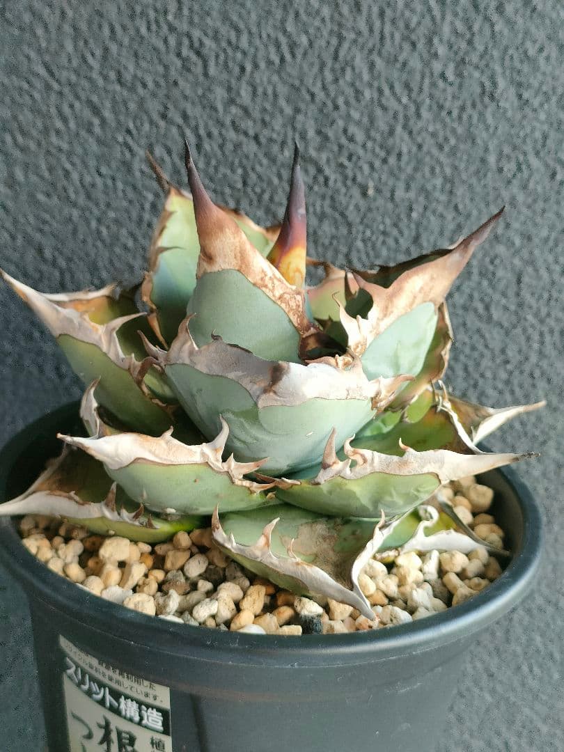 アガベ チタノタブルー実生