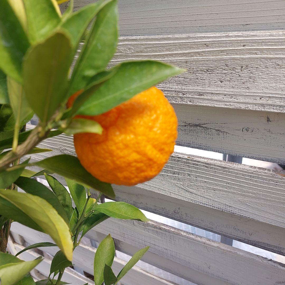 むっちゃんさま専用