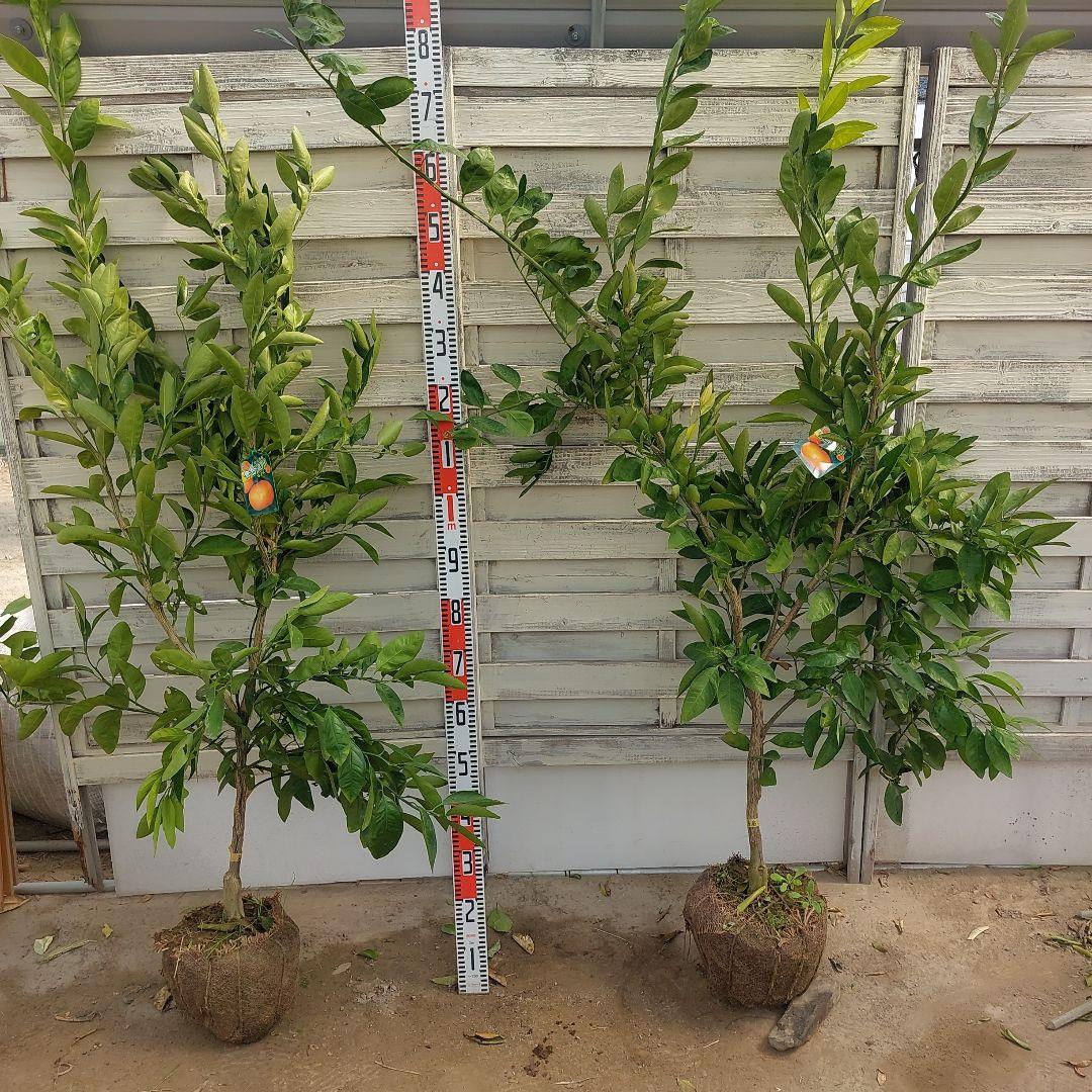 むっちゃんさま専用