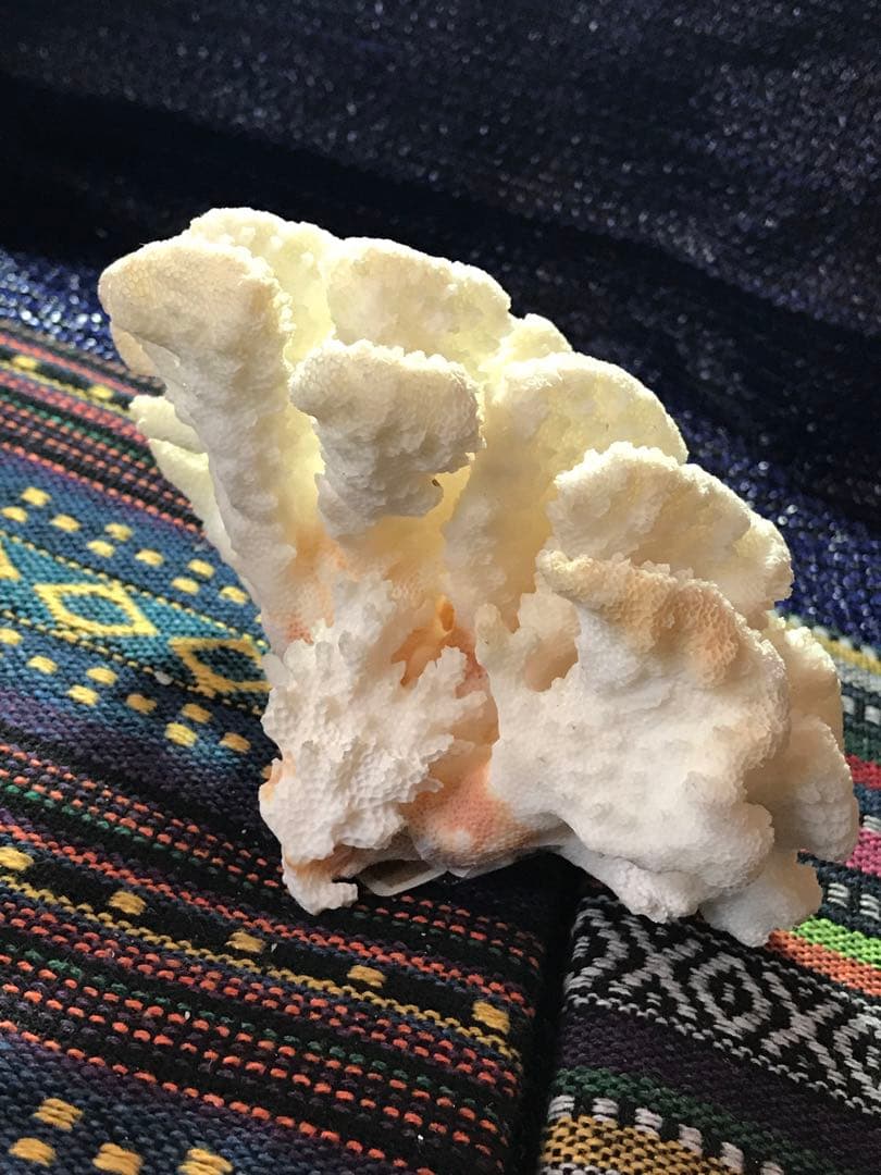 ◉台湾産【白珊瑚/ホワイトコーラル】原木[8G20