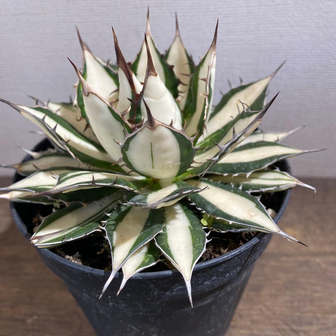 アガベ　ホリダ白中斑入　極上　初売3