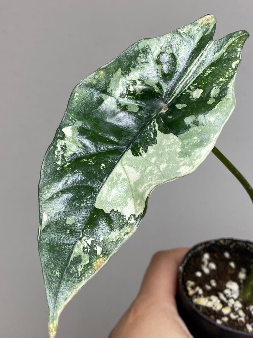 七*草様 【超希少‼️美株✨】アロカシア　シンポ　アルボ　斑入り　白斑　レア　人