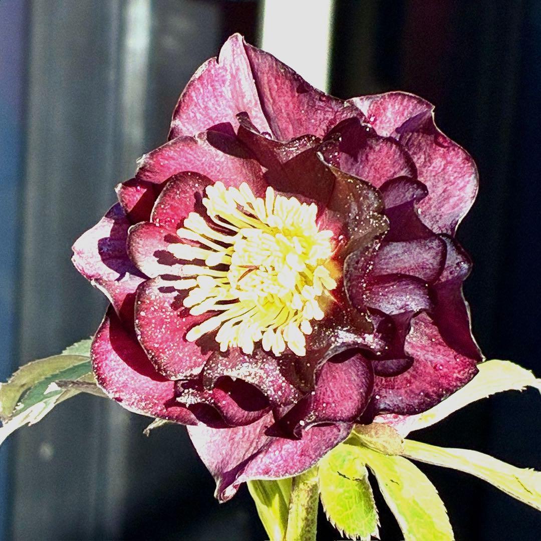 ま*️様 3433☘️花タグ付☘️極上☘️グロッシーカラー⭐️小〜中輪⭐️コンパ