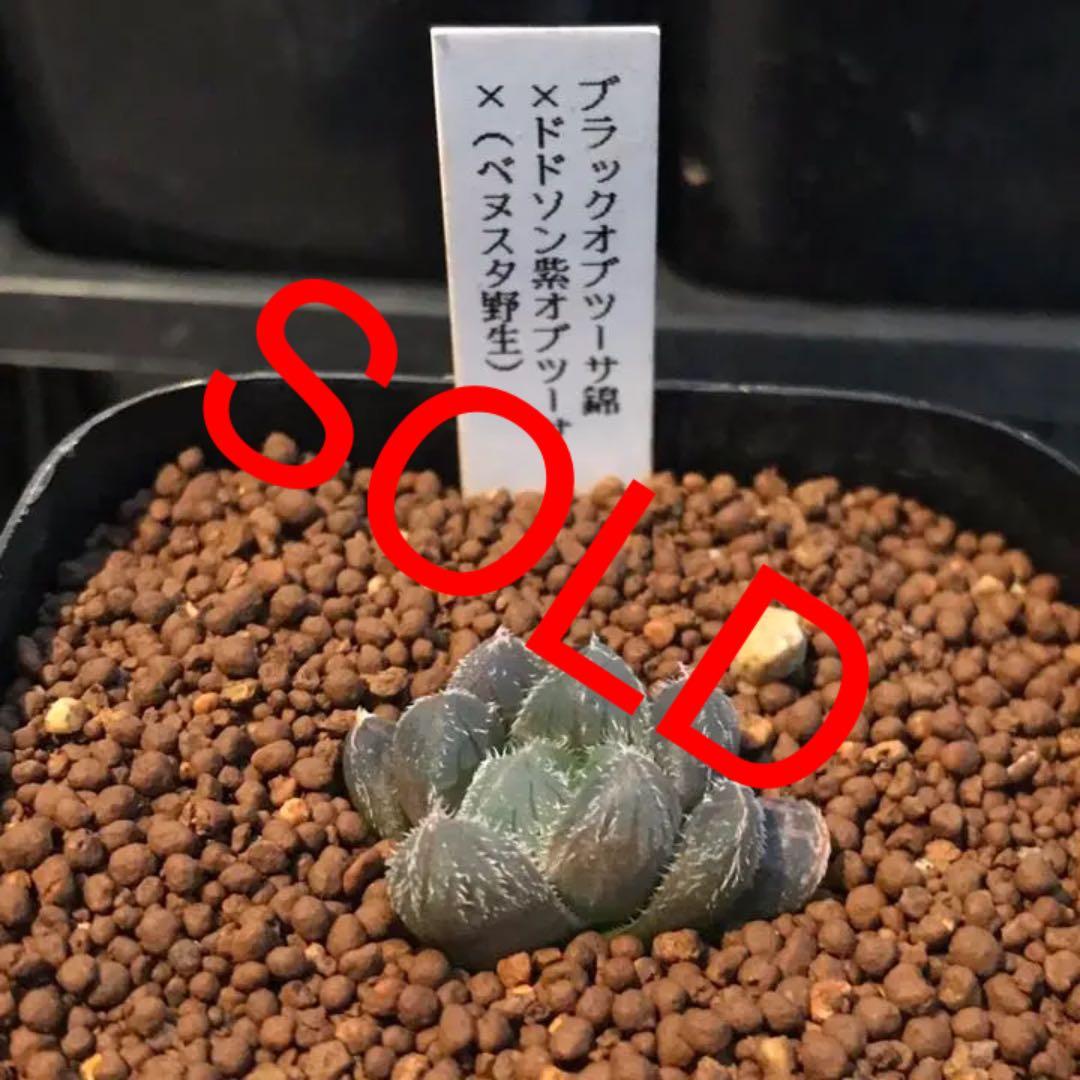 多肉植物 ハオルチア   セール 1株 500円 送料200円 早い者勝ち 3