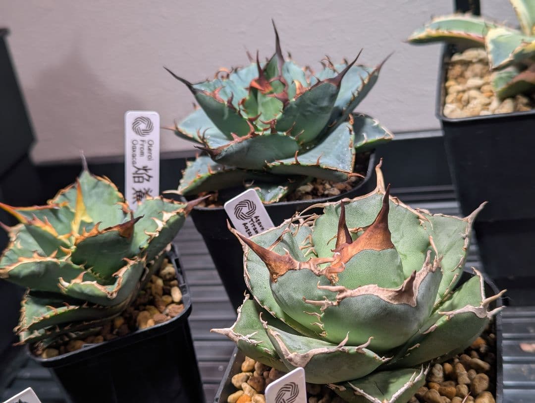 チタノタ「アオガラ 青雀」めちゃくちゃ綺麗な株 タグ鉢付き発送