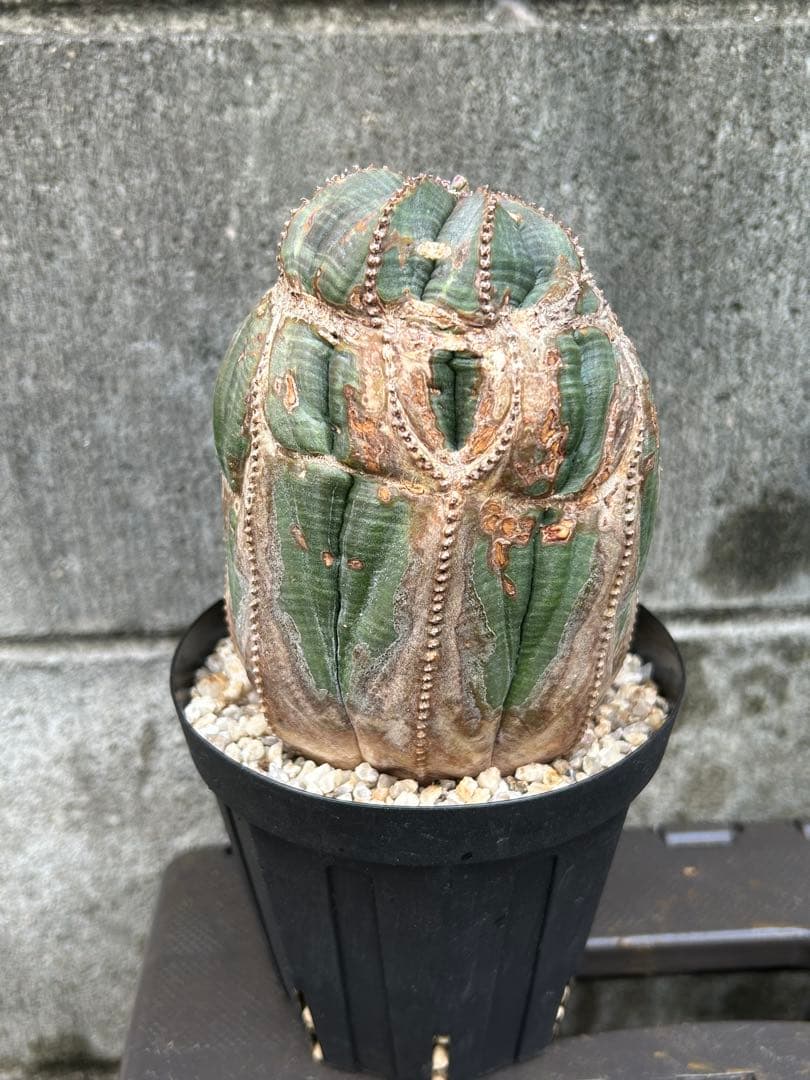 綴化 オベサ 雄 ユーフォルビア