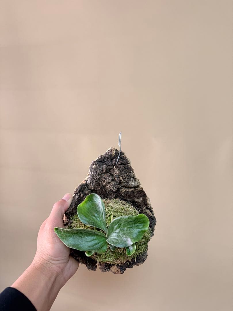 ふ*み様 P. hillii 'Dragon Scale' ②子株ビカクシダ超希