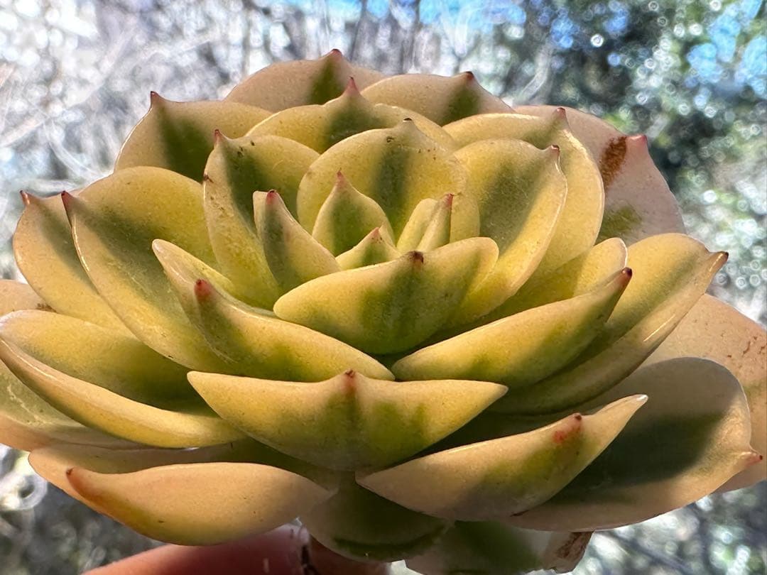 ポ*ポ様 6004新入荷　ルノーディーン錦　エケベリア　多肉植物　撮影1月10日