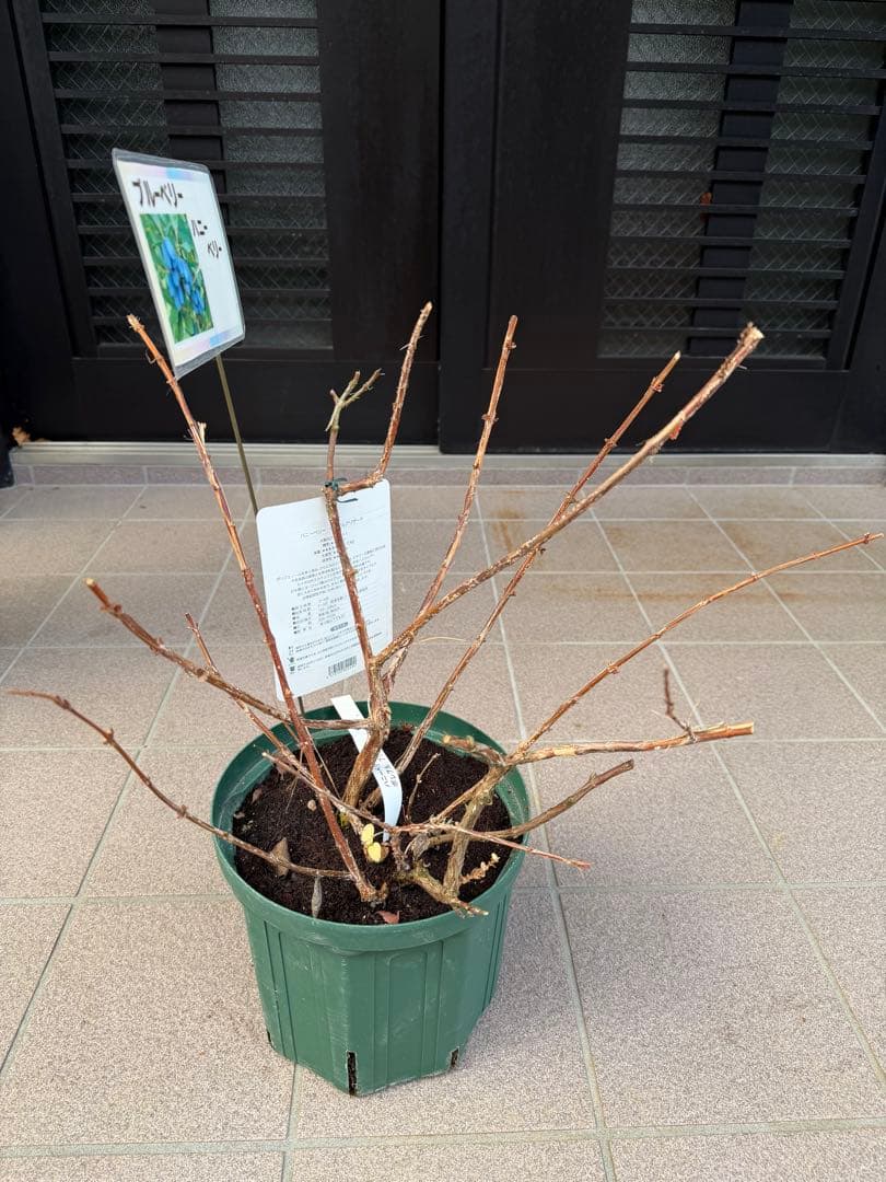 ハニーベリー苗木　鉢ごと発送