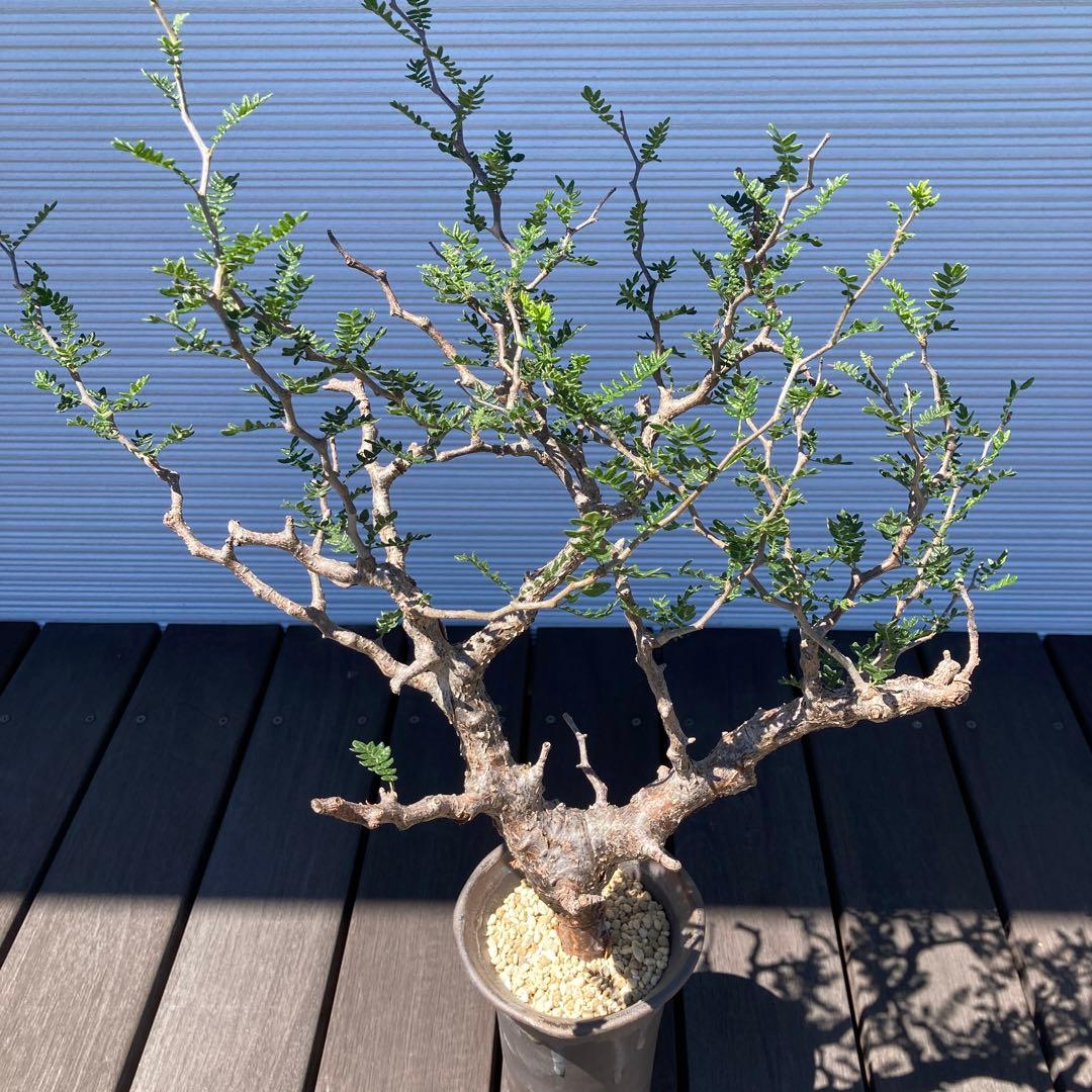 コミフォラモンストローサ　現地球