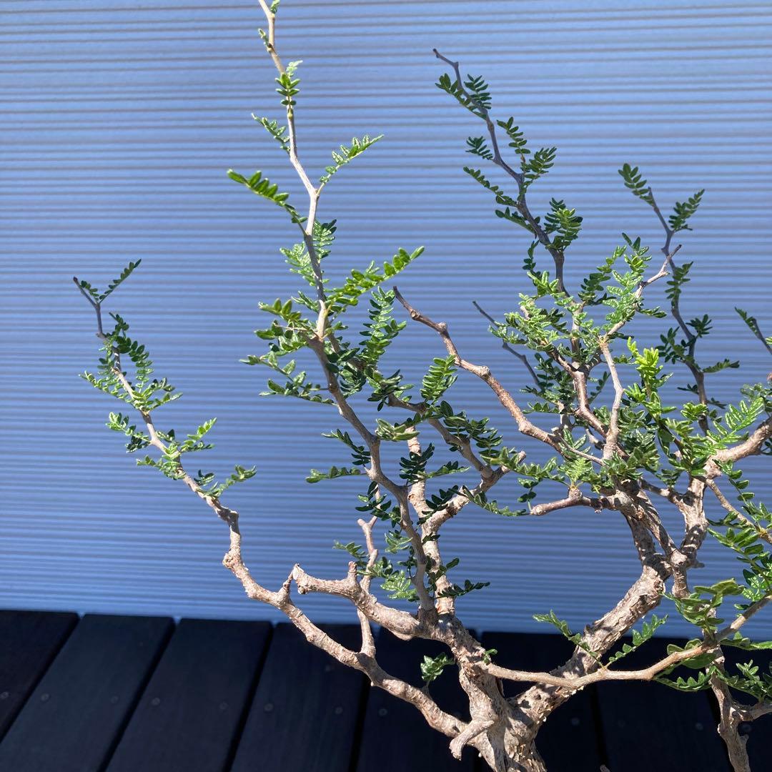 コミフォラモンストローサ　現地球