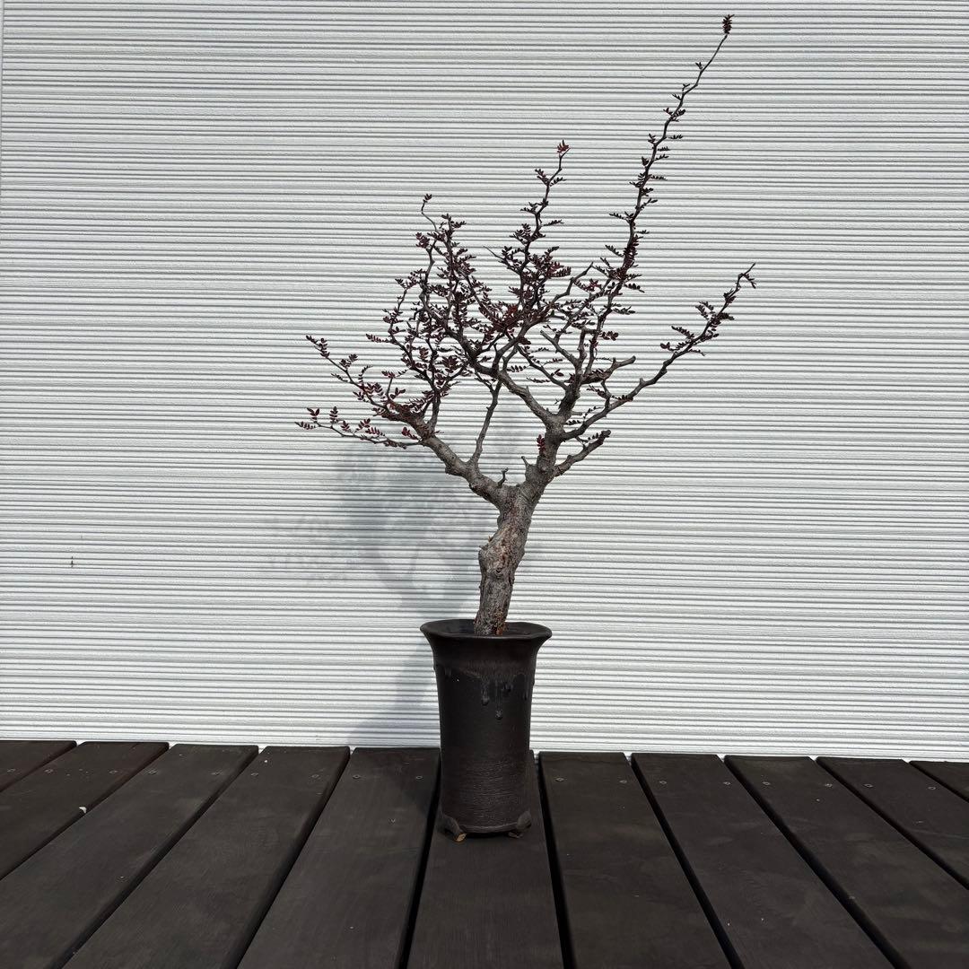 コミフォラモンストローサ　現地球