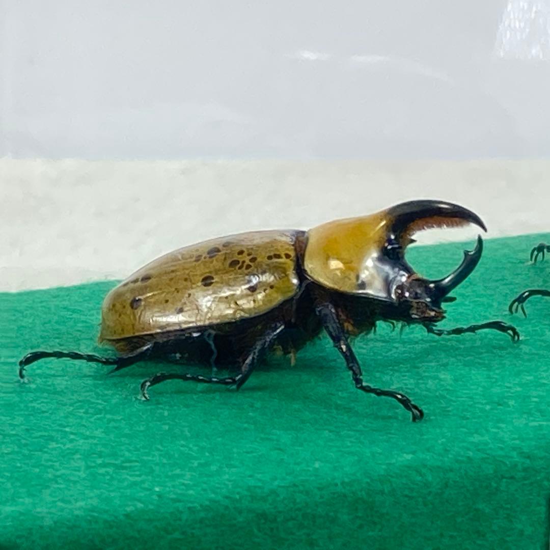 【ペア】ヒルスシロカブトのオブジェ（標本）