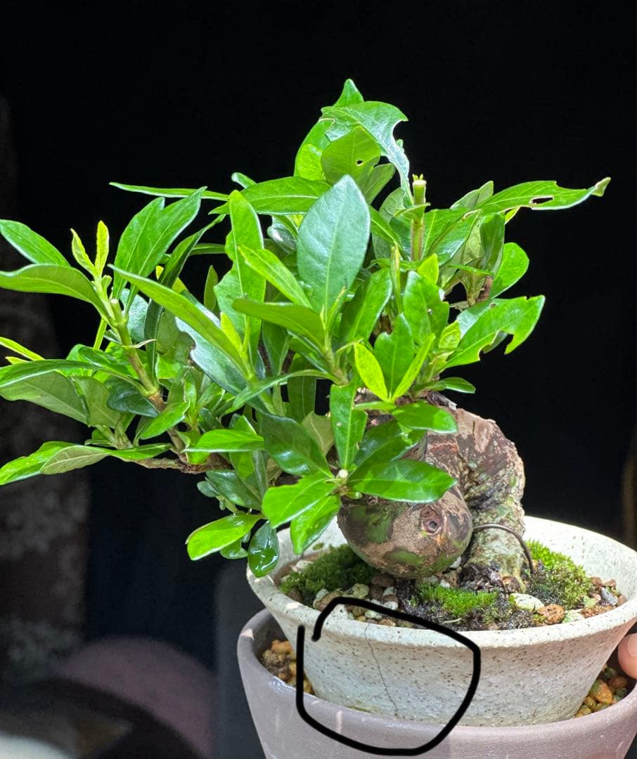 クチナシ　盆栽