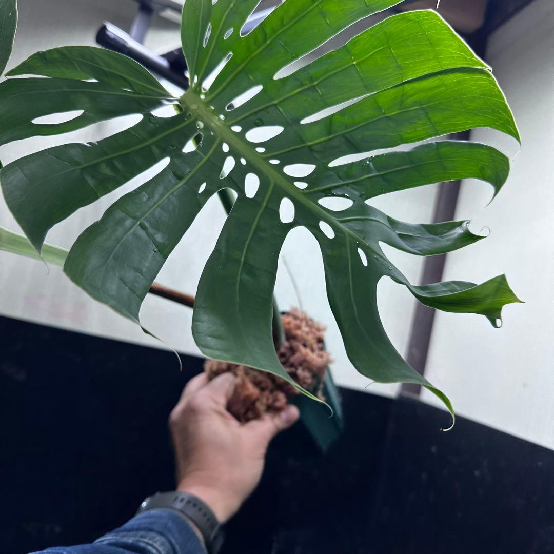 み*き様 モンステラデリシオーサマクロコズム超希少系統鉢植え72㎝