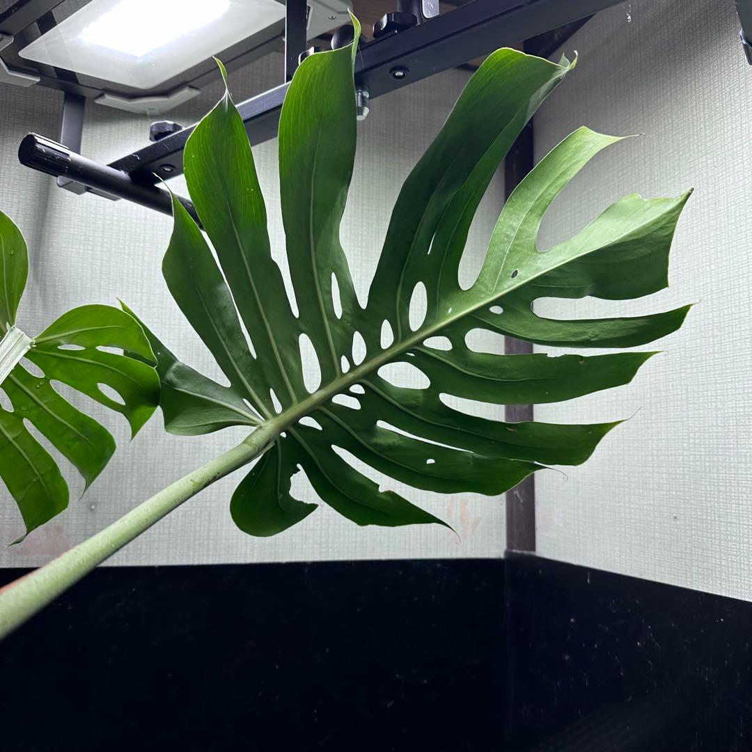 み*き様 モンステラデリシオーサマクロコズム超希少系統鉢植え72㎝