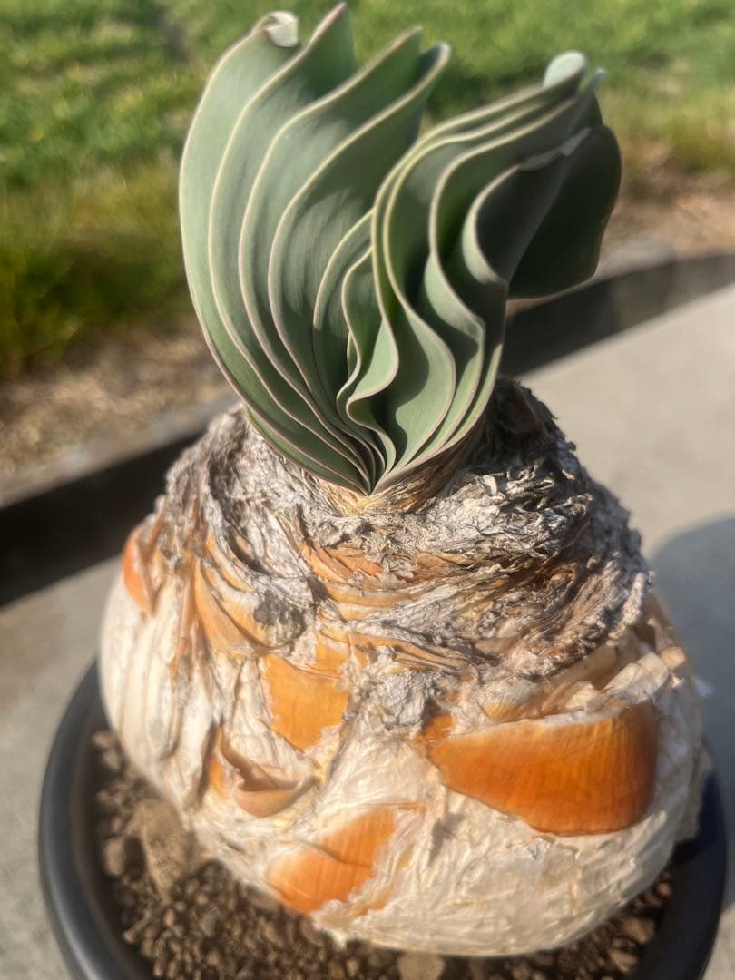 eeff　ブーファン　ハエマンソイデス　鉢ごと発送