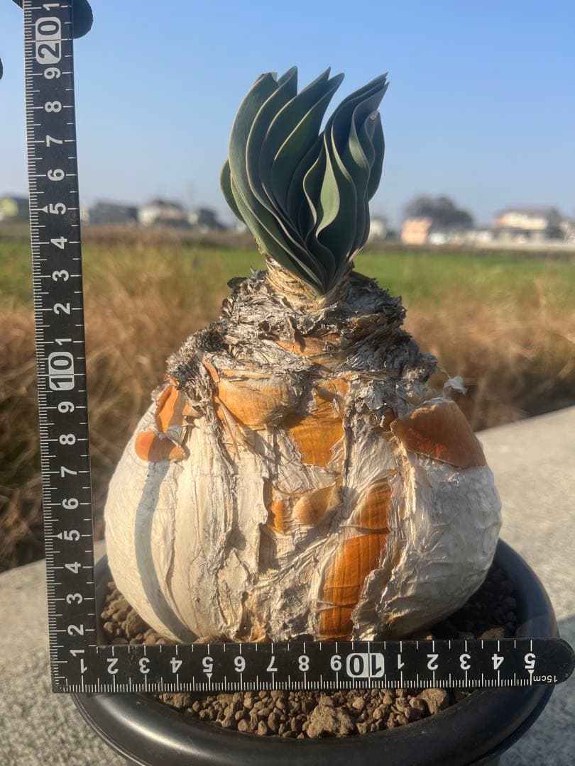 eeff　ブーファン　ハエマンソイデス　鉢ごと発送