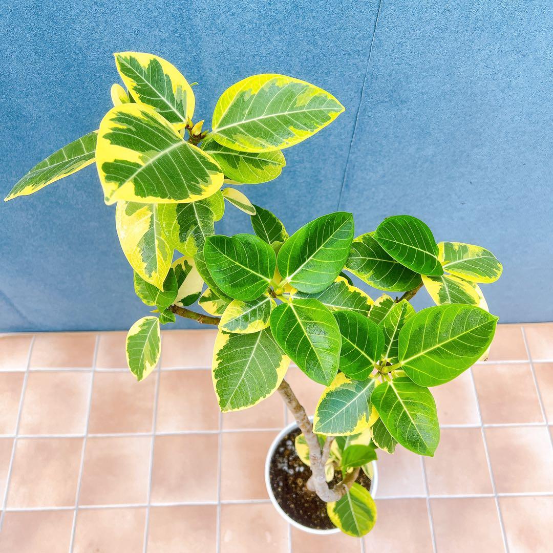 現品　フィカス　ゴムの木　アルテシマ　曲がり　16番　観葉植物　インテリア