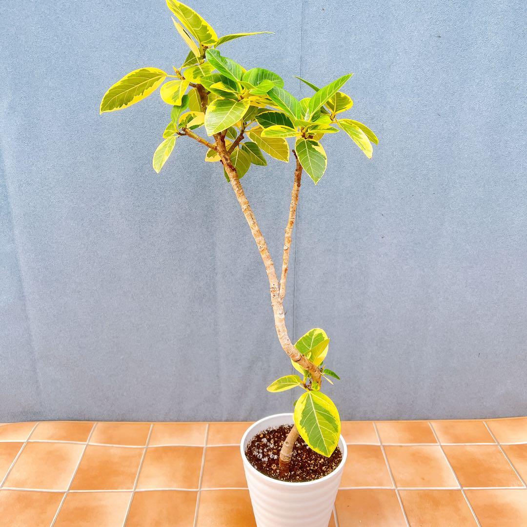 現品　フィカス　ゴムの木　アルテシマ　曲がり　16番　観葉植物　インテリア