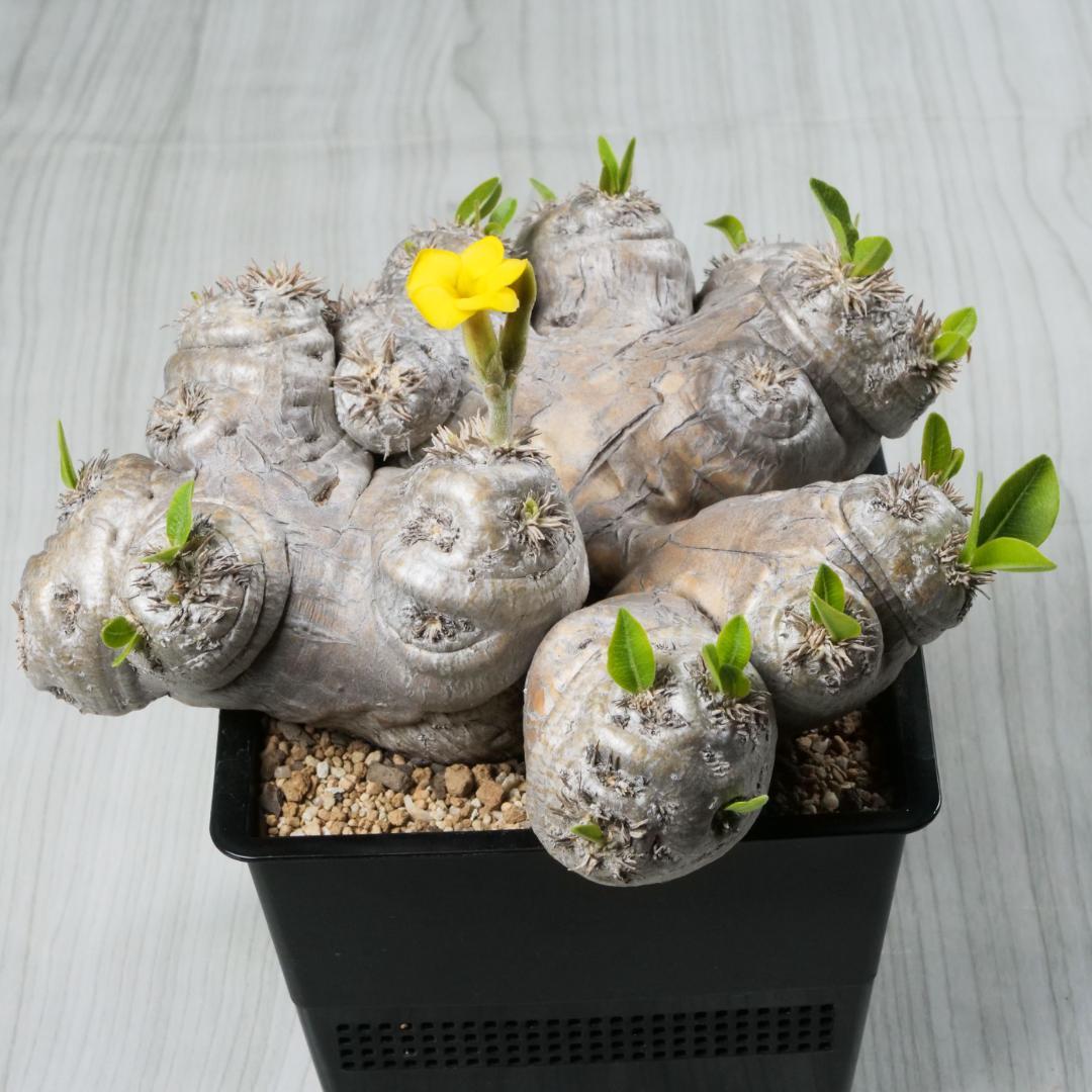 【週末セール】パキポディウム 恵比寿笑い ①