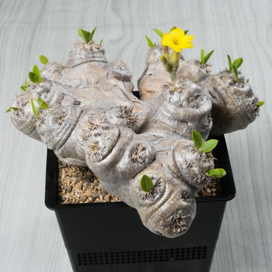 【週末セール】パキポディウム 恵比寿笑い ①