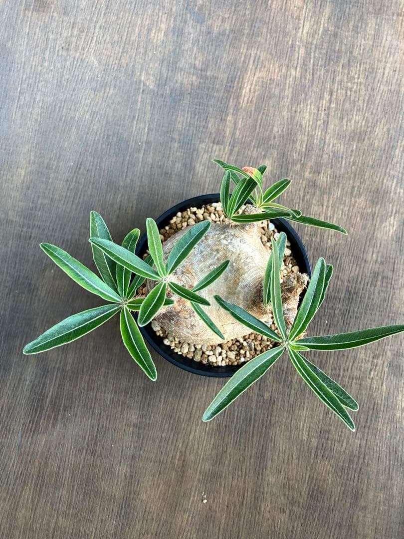 パキポディウム グラキリス 中株 短枝 ぼってり扁平型 塊根植物 黒鉢付き