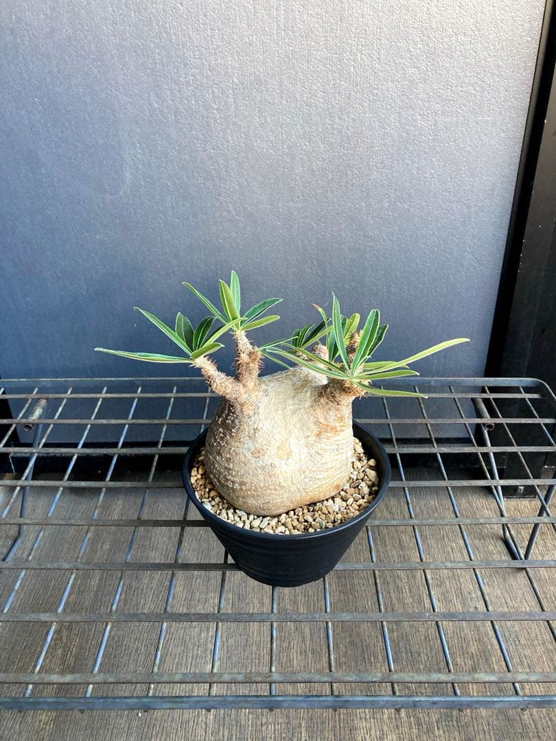 パキポディウム グラキリス 中株 短枝 ぼってり扁平型 塊根植物 黒鉢付き