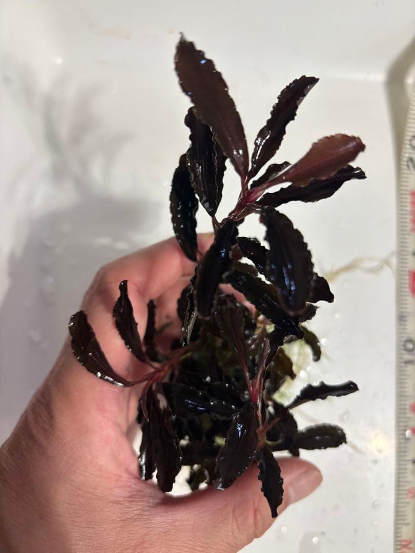 まっちゃん様　クダガン②③⑧⑨