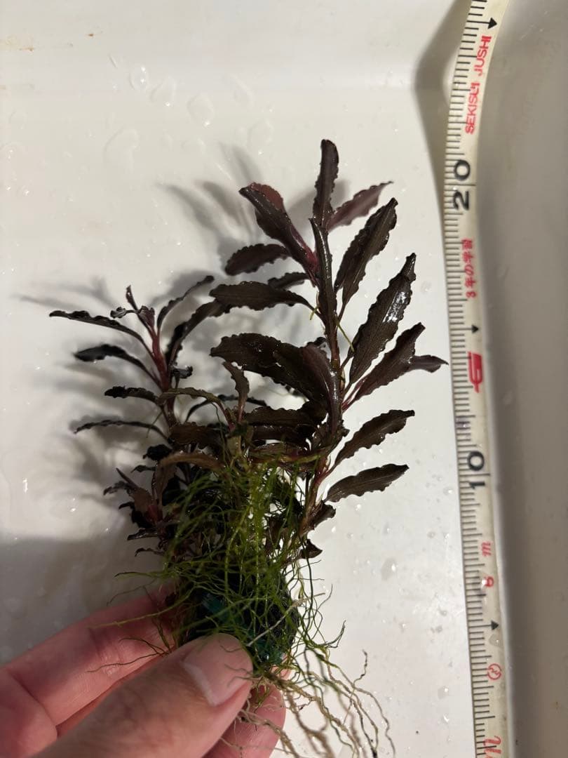 まっちゃん様　クダガン②③⑧⑨