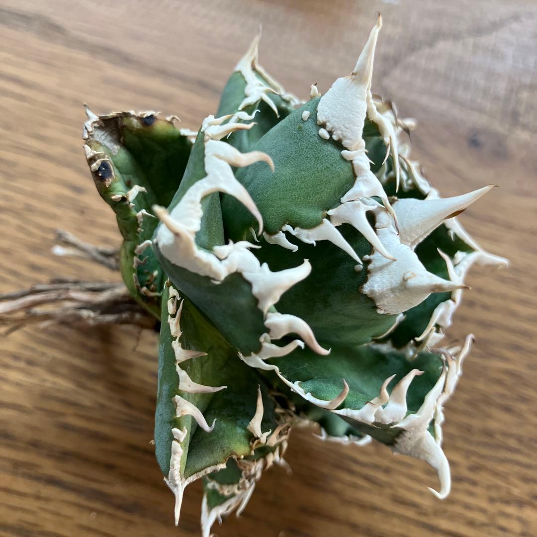 超選抜【オークション】④ 極太棘　子株3株付き　アガべ　白豪刺　TC 群生株