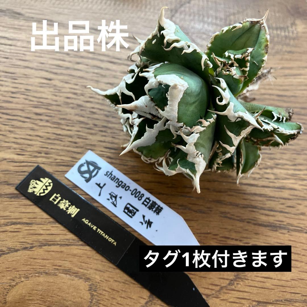 超選抜【オークション】④ 極太棘　子株3株付き　アガべ　白豪刺　TC 群生株