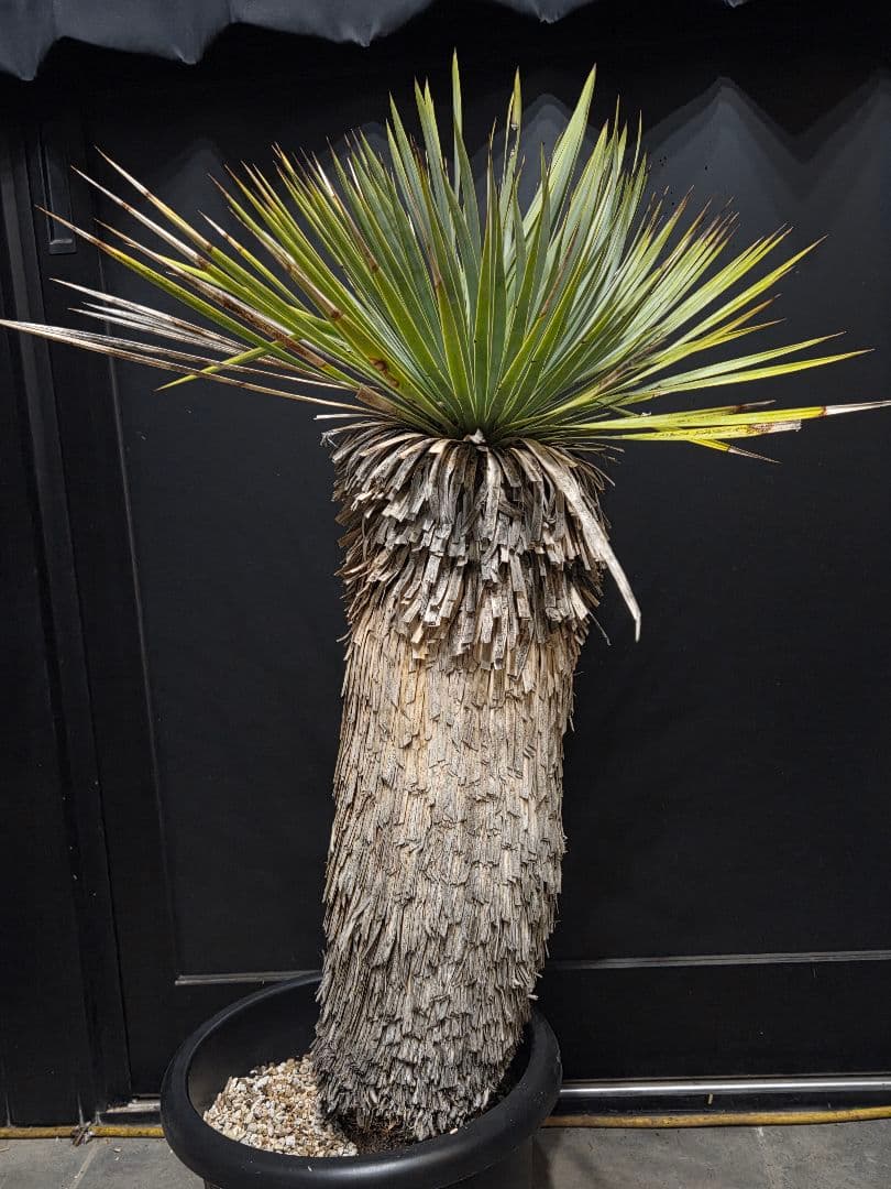 専用出品 リピ特割 ユッカロストラータ (ま)